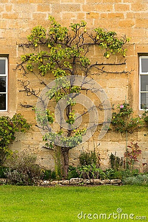Old houses in Cotswold district of England Stock Photo
