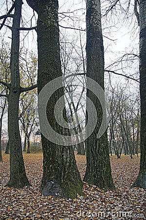 Old huge poplar trees. A carpet of fallen leaves in a city park. Autumn. Stock Photo