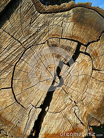 Huge split log texture Stock Photo