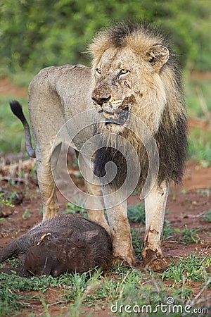 Old hungry male lion rests after killing warthog to eat Stock Photo