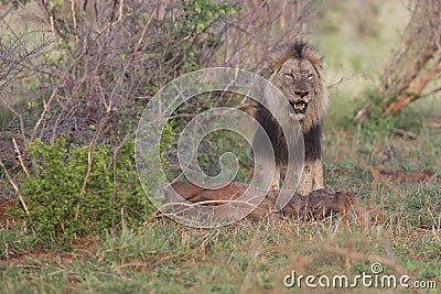 Old hungry male lion rests after killing warthog to eat Stock Photo