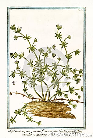 Aparine supina Galium aparine Cartoon Illustration