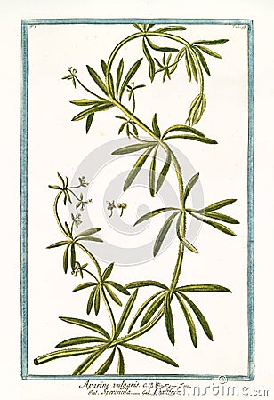 Aparine vulgaris Galium aparine Cartoon Illustration
