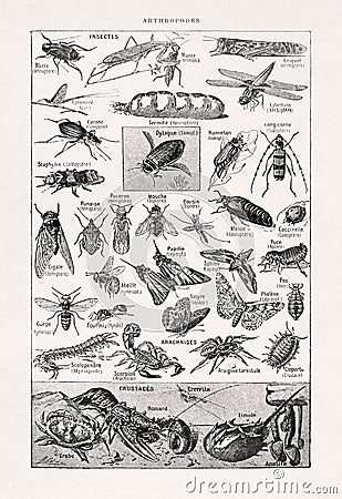 19th century illustration about arthropods Cartoon Illustration
