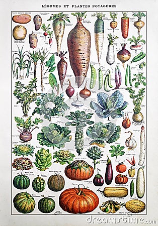 Old illustration about garden vegetables Cartoon Illustration