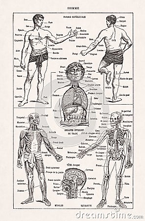 Old illustration about the human anatomy Cartoon Illustration