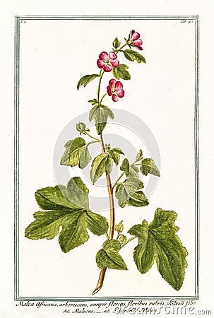 Malva Africana Arborescens Cartoon Illustration