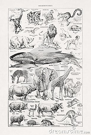 Old illustration about wild mammals Cartoon Illustration