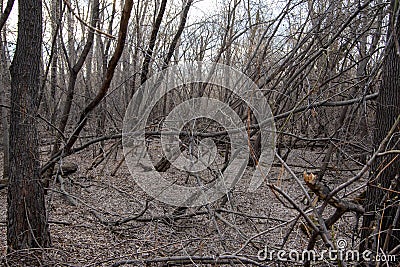 An old impassable forest, trees with bare thin branches in the morning diffused light, picturesque view in early spring Stock Photo