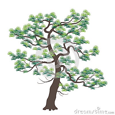 Old Japanese Pine with Dark Trunk Vector Illustration