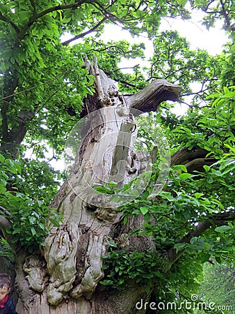 Old knotted textured tree with a hollow on the backdrop of the summer forest Stock Photo