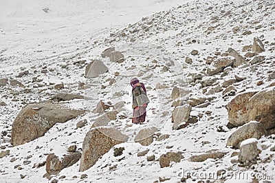 Old lady climb into dangerous areas to bring home the lost yaks Editorial Stock Photo
