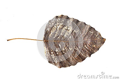 Old Leaf Isolated for your great designs Stock Photo