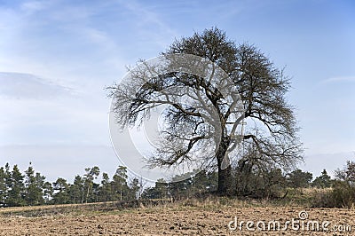 Old leafless tree against sky Stock Photo
