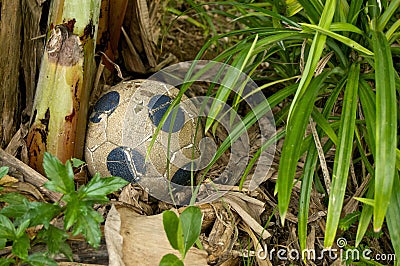 Old leather ball under banana tree Stock Photo