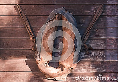 Old leather horse yoke hangin on wooden wall Stock Photo