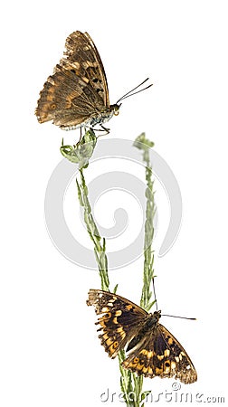 Old Lesser Purple Emperor butterflies on a plant, Apatura ilia Stock Photo