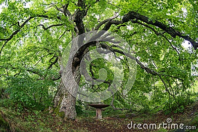 Old linden tree in the evening. Forest in summer Stock Photo