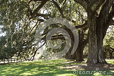 Old live oak trees covered in Spanish moss Stock Photo