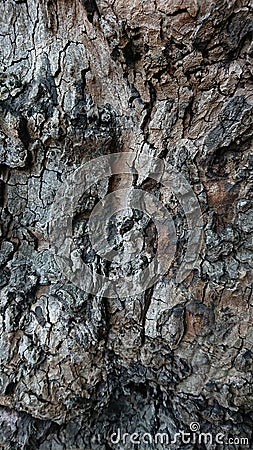 Old Live Tree Bark Virtical Background Stock Photo