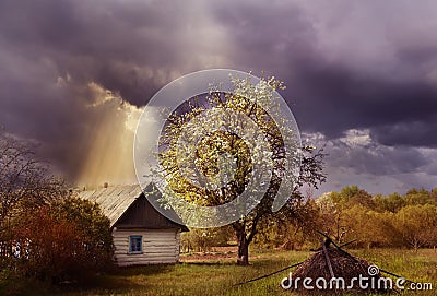 An old log cabin andand flowering fruit trees during a thunderstorm. Ukrainian village. Stock Photo