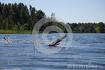 Old log sticking out of water Stock Photo