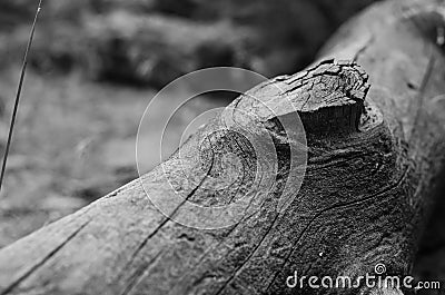 Old log. The structure of a tree without bark. Monochrome background. Stock Photo