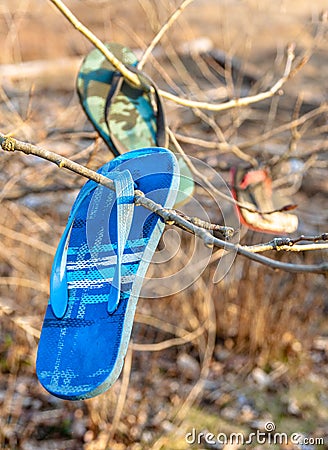 Old lost and discarded flip-flop sandals hanging in branches of seaside trees. Stock Photo