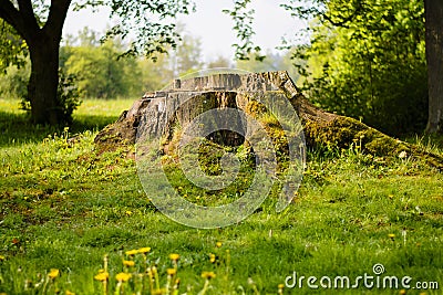 An old magic stump full of moss at sunrise Stock Photo