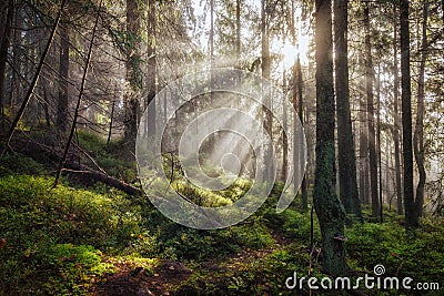 Old magical autumn forest with sun rays. Stock Photo