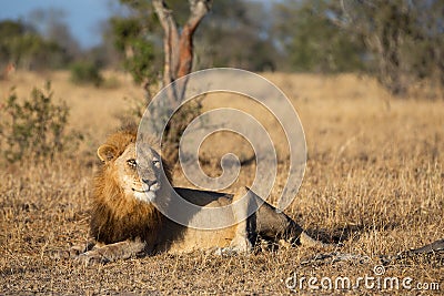 Old male lion watching hyenas close by early morning Stock Photo