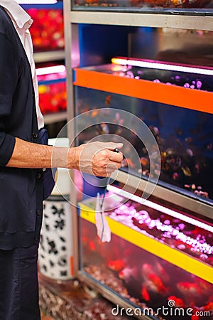 Old Male worker in aquarium shop catching fishes with net for customer. Stock Photo