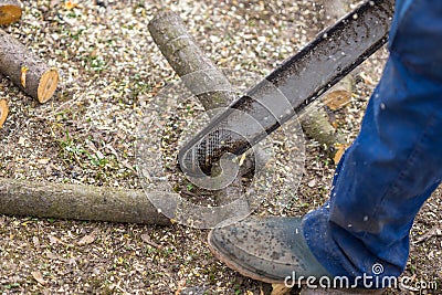 Old man in blue pants cutting a branch placed on the ground. Chainsaw in action Stock Photo
