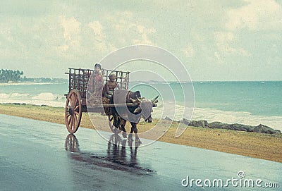 An old man and a boy are riding an ox cart on the road along Negombo beach in Sri Lanka. Retro film capture Editorial Stock Photo