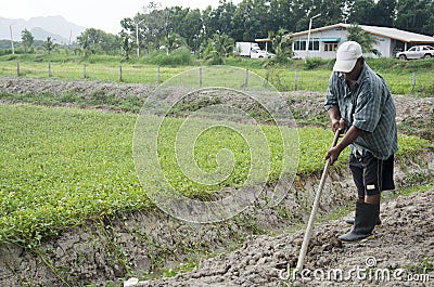 Old man digging soil at ground for planting tree and growing veg Editorial Stock Photo