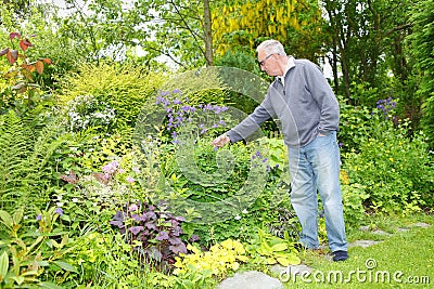 Old man gardening in his garden Stock Photo