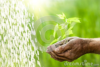 Old man hands holding a green young plant Stock Photo