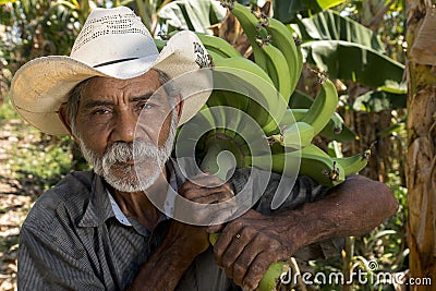 Old man harvesting plantains in his farm Editorial Stock Photo