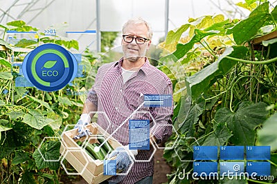 Old man picking cucumbers up at farm greenhouse Stock Photo