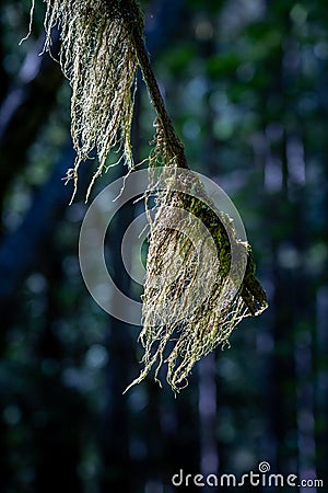 Old Man`s Beard, Usnea sp., a lichen, on tree branch, Hamilton Marsh, BC, Canada Stock Photo