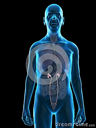 An old mans ureters Cartoon Illustration