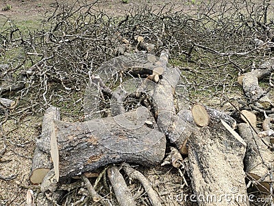 Cutting tree and tree trunk in the ground cutted by machine Stock Photo