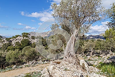 Old mediterranean olive tree in Mallorca Stock Photo