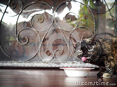 Old mixed colour cat eating food from a white bowl Stock Photo