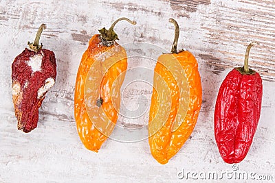 Old, moldy and wrinkled peppers. Unhealthy, decompose, spoiled vegetable Stock Photo