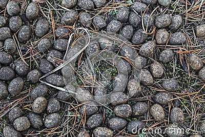 Old moose litter in the forest on dried grass close-up. Elk excrement, scat, shit. Stock Photo
