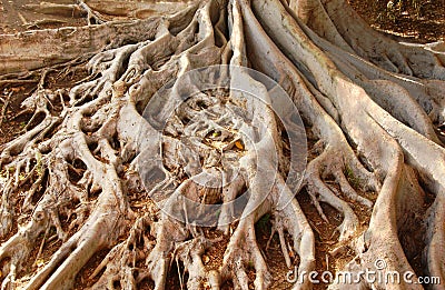 Old Moreton Bay Fig Tree Roots in Balboa Park Stock Photo