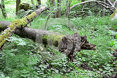 Old mossy logs in the forest. Sigulda, nature Stock Photo