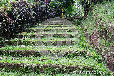 Old mossy stairs covered with grass in jungle Stock Photo