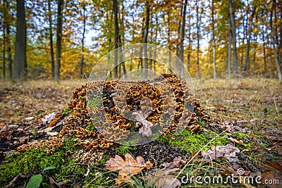 Old mossy stump with orange mushrooms in autumn colorful forest Stock Photo